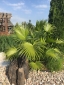 FOUNTAIN PALM 2018