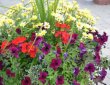 annual-mixed-planter