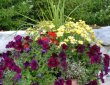 annual-planting-by-zylstra