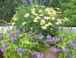 annual-planting-in-clay-pot-by-zylstra