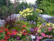annual-planting-stunning-colours-by-zylstra