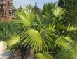FOUNTAIN PALM 2018