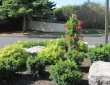 Island Garden Plantings by Zylstra Landscaping
